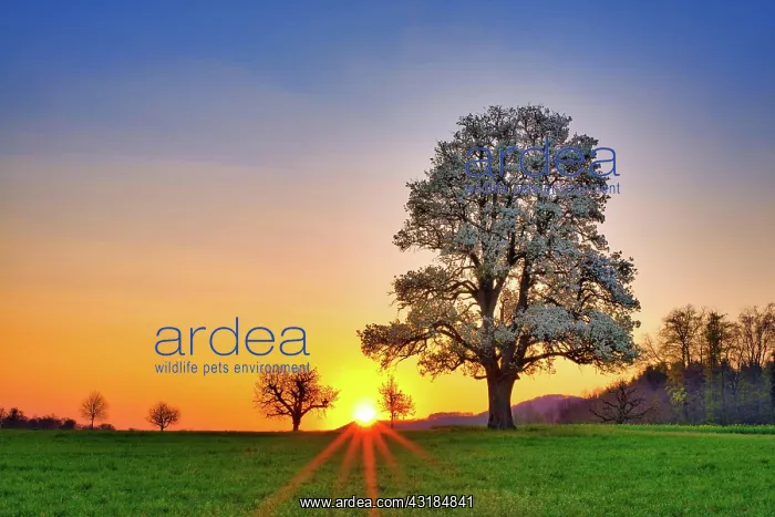 : Blooming pear tree (Pyrus) at sunrise, Ranenberg : Blooming pear tree (Pyrus) at sunrise, Ranenberg