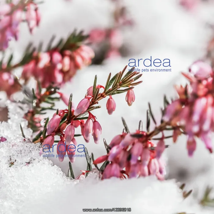 : Blooming pink flowers Winter Heath (Erica carnea) : Blooming pink flowers Winter Heath (Erica carnea)