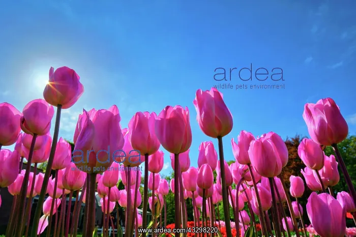 : Blooming pink tulips against blue sky background : Blooming pink tulips against blue sky background