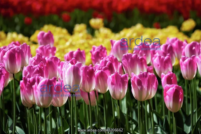 : Blooming pink tulips flowerbed in Keukenhof flow : Blooming pink tulips flowerbed in Keukenhof flow