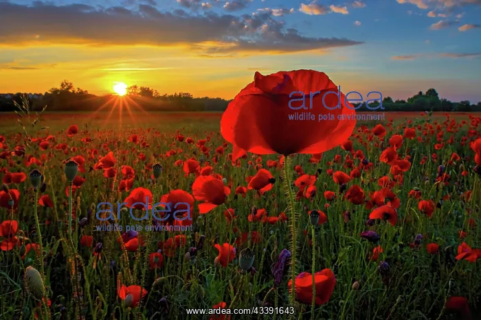 : A blooming poppy field with bright flowers against : A blooming poppy field with bright flowers against
