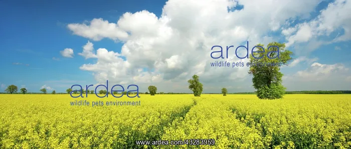 : Blooming rape field with big old lime trees, blue : Blooming rape field with big old lime trees, blue