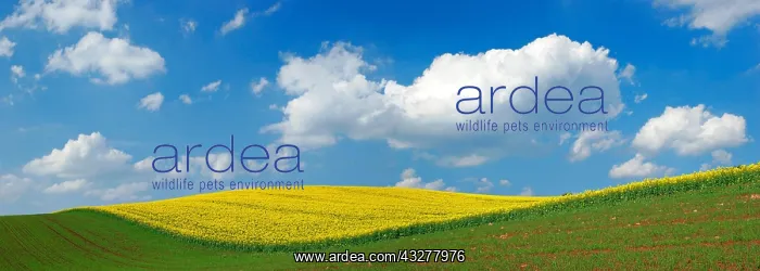 : Blooming rape field under blue sky with white clouds : Blooming rape field under blue sky with white clouds