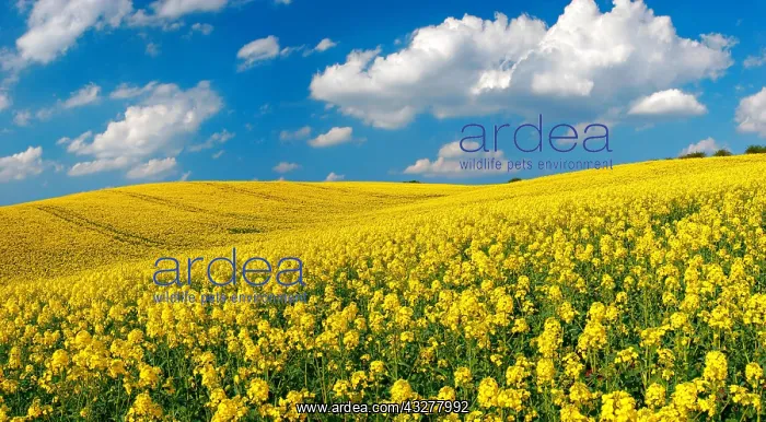 : Blooming rape field under blue sky with white clouds : Blooming rape field under blue sky with white clouds