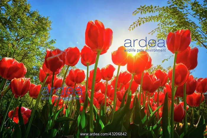 : Blooming red tulips against blue sky background : Blooming red tulips against blue sky background