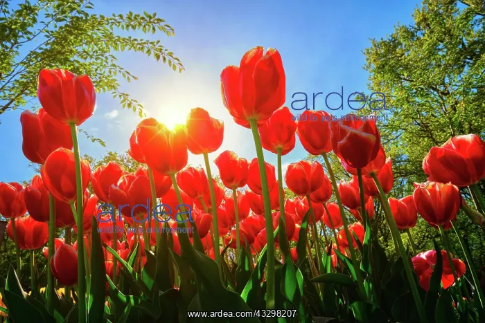  : Blooming red tulips against blue sky background