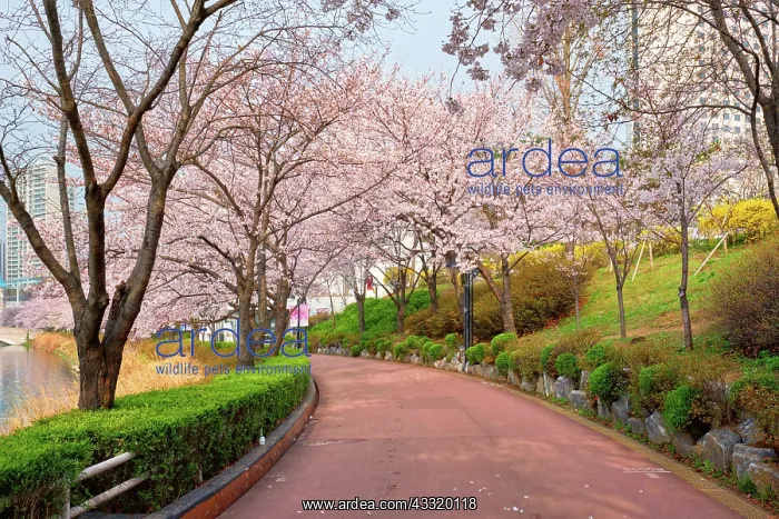 : Blooming sakura cherry blossom alley in park in : Blooming sakura cherry blossom alley in park in
