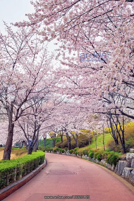 : Blooming sakura cherry blossom alley in park in : Blooming sakura cherry blossom alley in park in