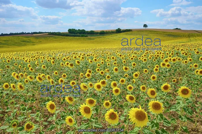 : Blooming sunflower field in summer, Arnstein, Franconia : Blooming sunflower field in summer, Arnstein, Franconia