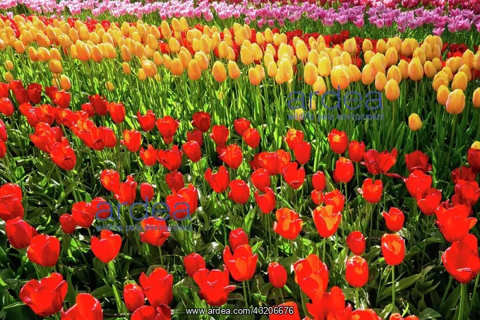 : Blooming tulips flowerbed in Keukenhof flower ga : Blooming tulips flowerbed in Keukenhof flower ga