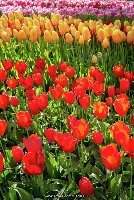 : Blooming tulips flowerbed in Keukenhof flower ga : Blooming tulips flowerbed in Keukenhof flower ga