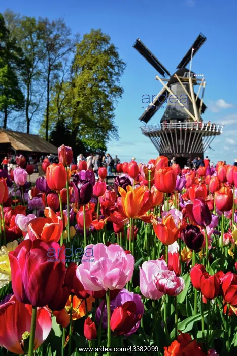 : Blooming tulips flowerbed and wind mill in Keukenhof : Blooming tulips flowerbed and wind mill in Keukenhof