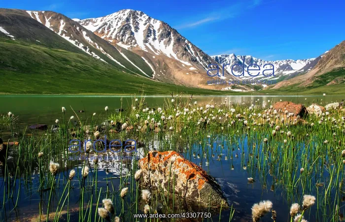 : Blooming vegetation, Cottongrass (Eriophorum) and : Blooming vegetation, Cottongrass (Eriophorum) and