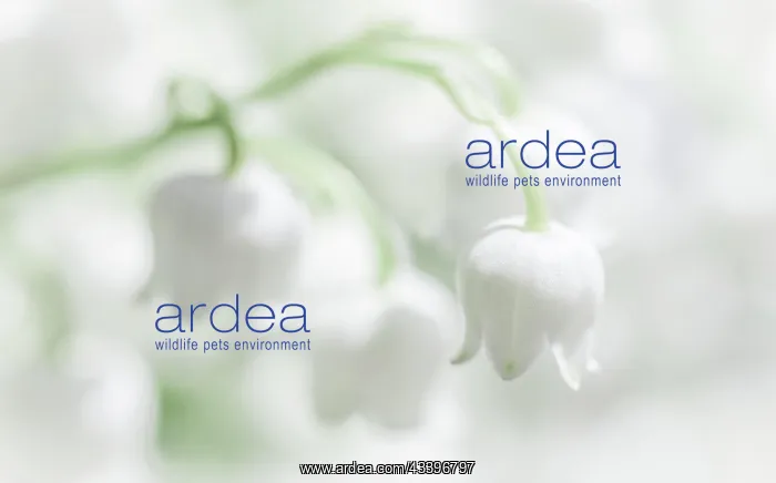 : Blooming white lily of the valley flowers. Natural : Blooming white lily of the valley flowers. Natural