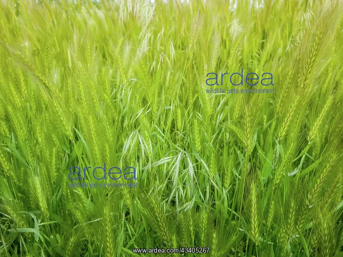  : Blooming wild foxtail plants on a picturesque summer