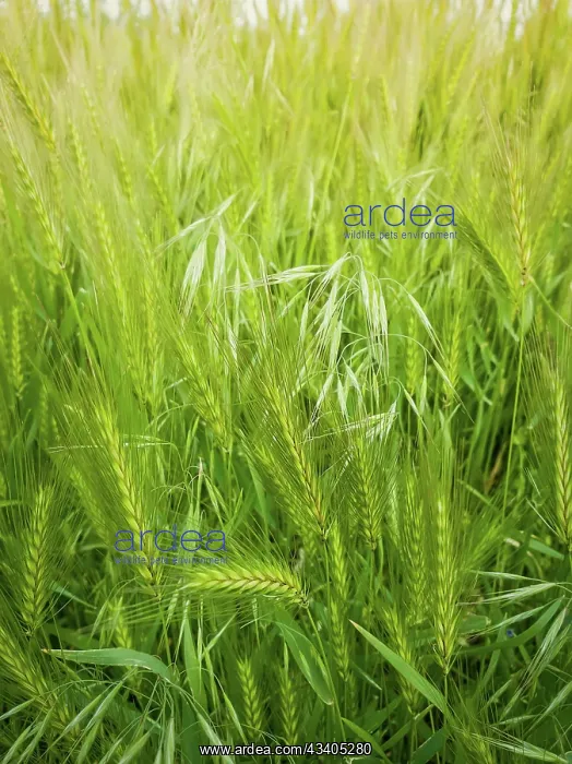 : Blooming wild foxtail plants on a picturesque summer : Blooming wild foxtail plants on a picturesque summer