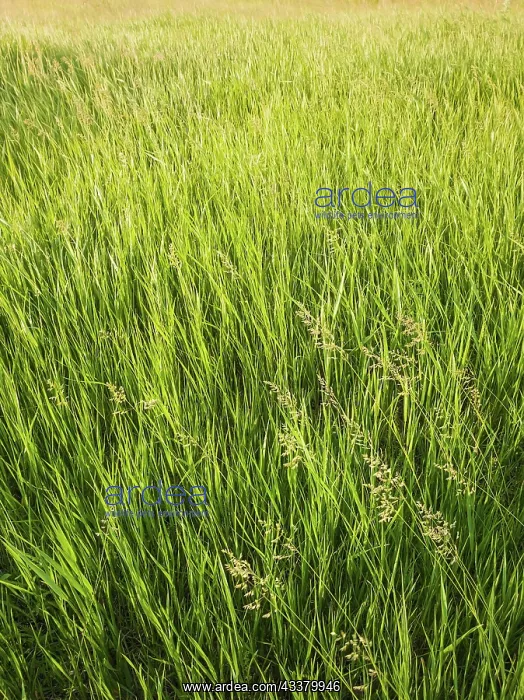 : Blooming wild madritensis, foxtail brome (bromus) : Blooming wild madritensis, foxtail brome (bromus)