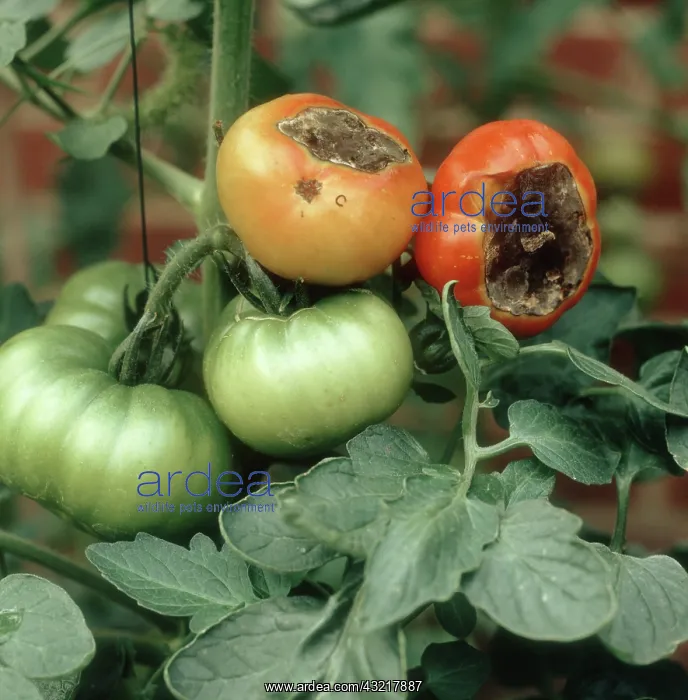 : Blossom end rot of Tomatoes : Blossom end rot of Tomatoes