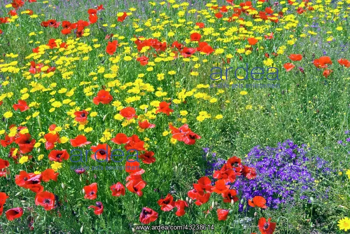 : Blossom in a field, Siena province, Tuscany : Blossom in a field, Siena province, Tuscany