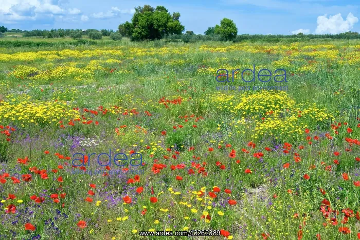  : Blossom in a field, Siena province, Tuscany
