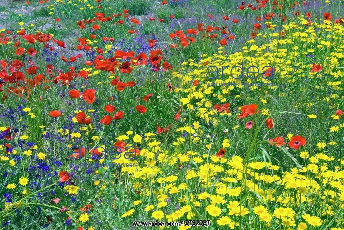 : Blossom in a field, Siena province, Tuscany : Blossom in a field, Siena province, Tuscany