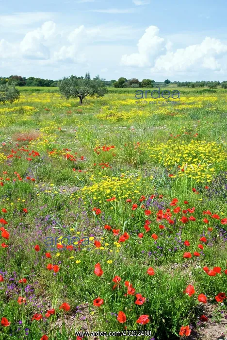  : Blossom in a field, Siena province, Tuscany