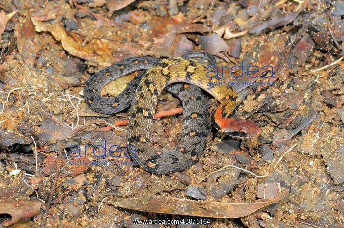 : Blossom Krait : Blossom Krait