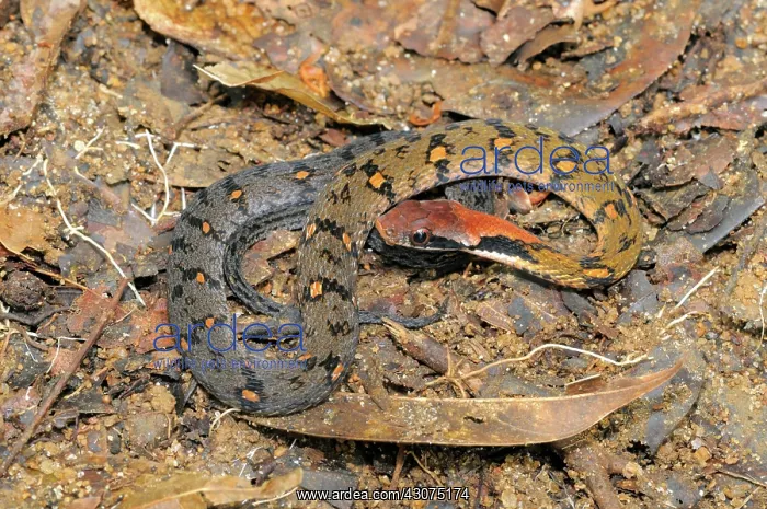 : Blossom Krait : Blossom Krait