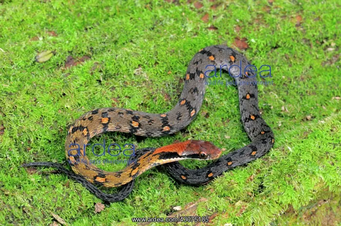 : Blossom Krait : Blossom Krait