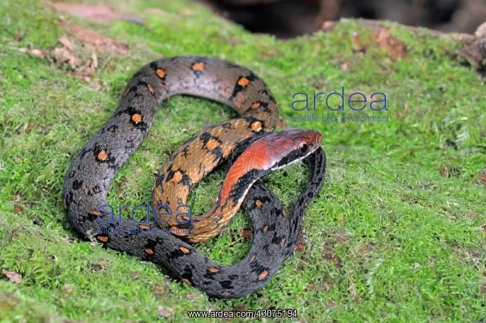 : Blossom Krait : Blossom Krait