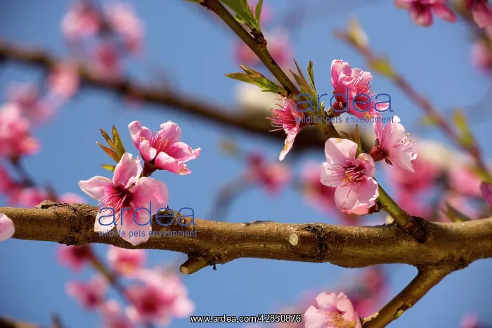 : Blossom of Peach - in spring : Blossom of Peach - in spring