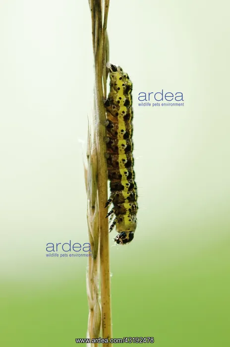 : Blossom Underwing (Orthosia miniosa) caterpillar : Blossom Underwing (Orthosia miniosa) caterpillar