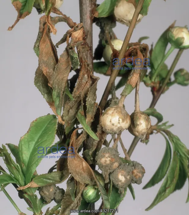 : Blossom wilt on Cherry : Blossom wilt on Cherry