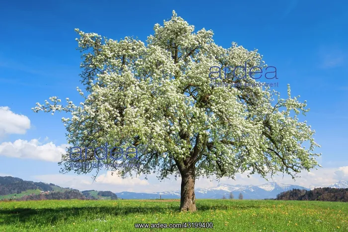 : Blossoming apple tree in spring, Switzerland, Europe : Blossoming apple tree in spring, Switzerland, Europe