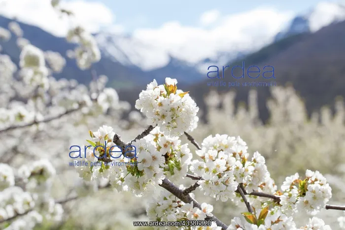 : Blossoming cherry tree, cherry blossom, in the background : Blossoming cherry tree, cherry blossom, in the background
