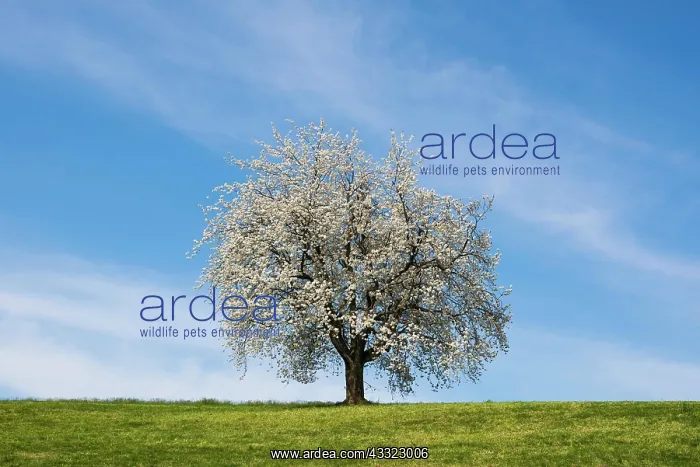 : Blossoming cherry tree, Weggis, Lake Lucerne, Canton : Blossoming cherry tree, Weggis, Lake Lucerne, Canton