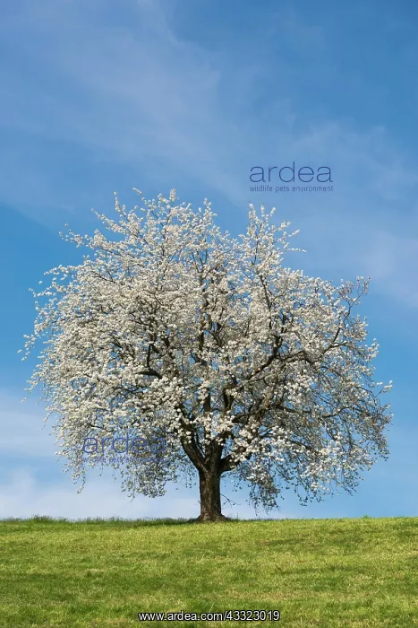 : Blossoming cherry tree, Weggis, Lake Lucerne, Canton : Blossoming cherry tree, Weggis, Lake Lucerne, Canton