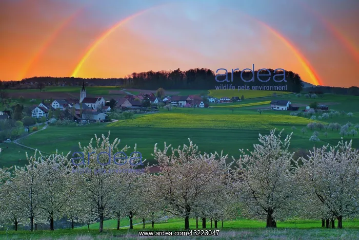 : Blossoming cherry trees, evening mood with rainbow : Blossoming cherry trees, evening mood with rainbow