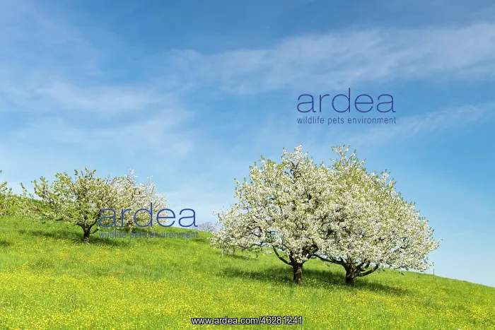: Blossoming cherry trees (Prunus avium) in meadow : Blossoming cherry trees (Prunus avium) in meadow