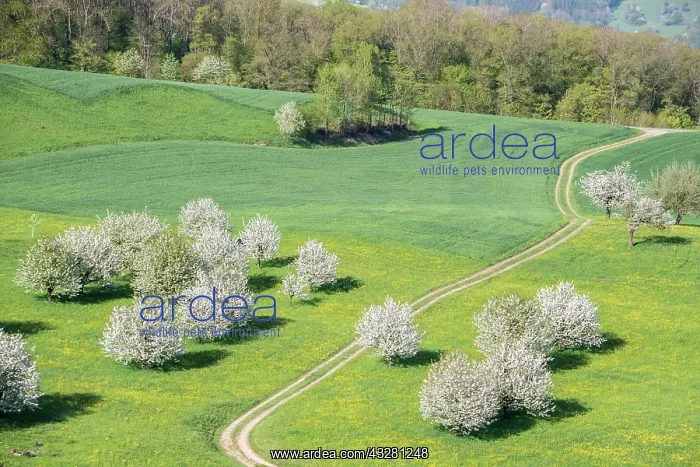 : Blossoming cherry trees (Prunus avium) in meadow : Blossoming cherry trees (Prunus avium) in meadow