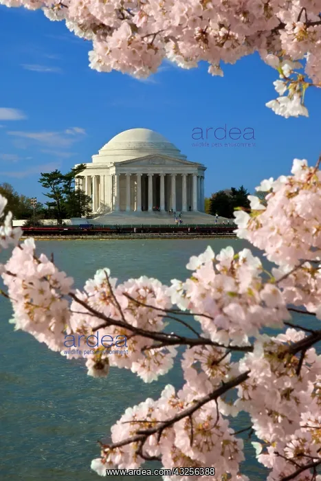 : Blossoming cherry trees along the Tidal : Blossoming cherry trees along the Tidal