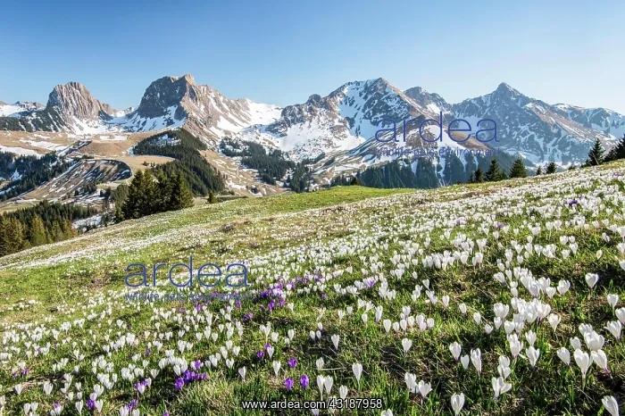 : Blossoming crocus meadow near Gurnigelpass, Bernese : Blossoming crocus meadow near Gurnigelpass, Bernese