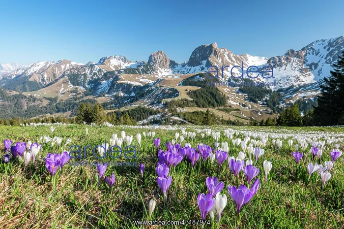 : Blossoming crocus meadow near Gurnigelpass, Bernese : Blossoming crocus meadow near Gurnigelpass, Bernese