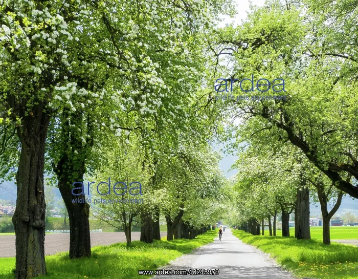 : blossoming fruit orchard trees along a country lane : blossoming fruit orchard trees along a country lane