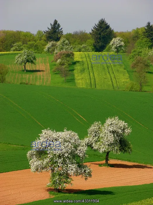 : Blossoming pear trees european pear (Pyrus communis) : Blossoming pear trees european pear (Pyrus communis)