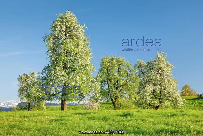 : Blossoming pear trees in spring in flowering meadow : Blossoming pear trees in spring in flowering meadow