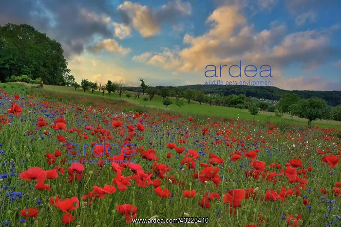 : Blossoming poppy field in the morning light, Canton : Blossoming poppy field in the morning light, Canton