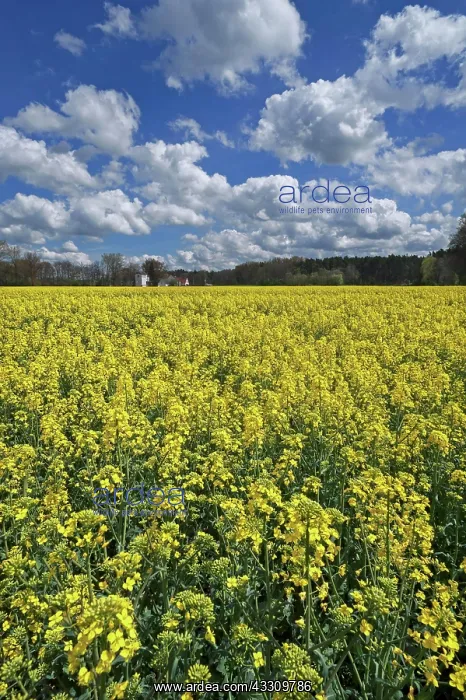 : Blossoming rape (Brassica napus) with cloudy sky : Blossoming rape (Brassica napus) with cloudy sky