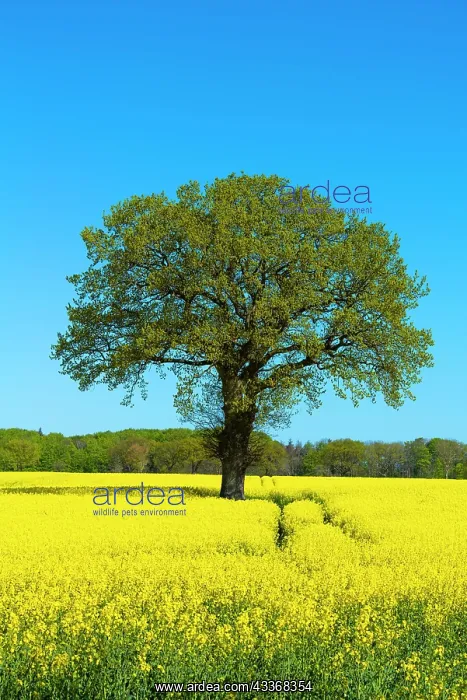 : Blossoming rape (Brassica napus), Damp, blue sky : Blossoming rape (Brassica napus), Damp, blue sky