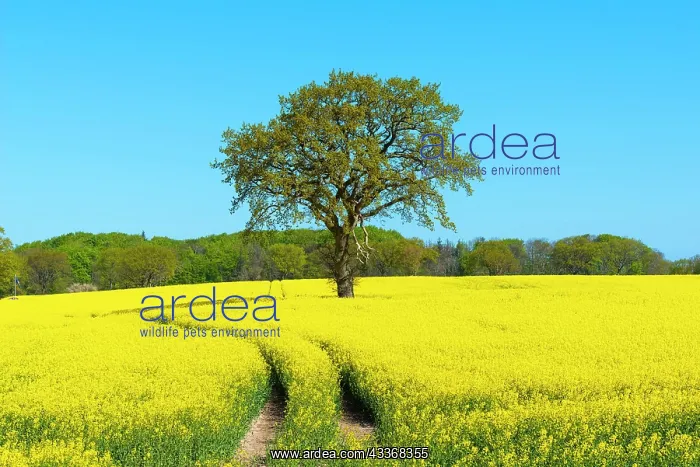  : Blossoming rape (Brassica napus), Damp, blue sky